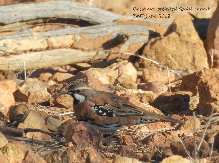 Chestnut-breasted Quail-thrush photo
