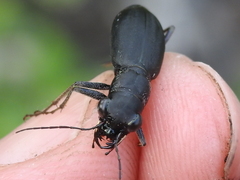 Dromochorus belfragei