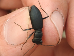Dromochorus belfragei