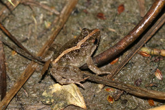 Phrynobatrachus