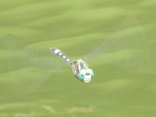 Thornbush Dasher photo 5
