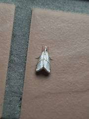 Pseudargyria interruptella