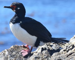 Leucocarbo magellanicus