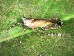 Orthopagus splendens