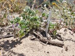 Lupinus nipomensis