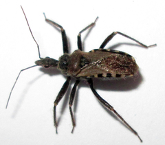 Rhynocoris castanescens