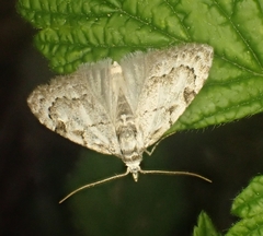 Nola confusalis
