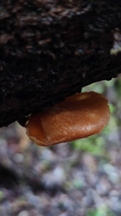 Neodictyopus dictyopus
