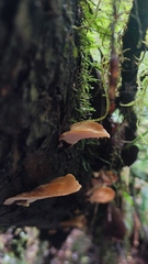 Neodictyopus dictyopus