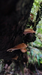Neodictyopus dictyopus