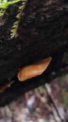 Neodictyopus dictyopus