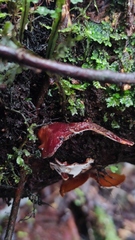 Neodictyopus dictyopus