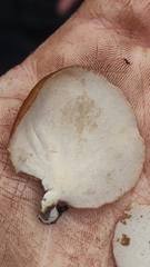 Neodictyopus dictyopus