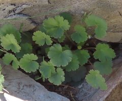 Heuchera parvifolia