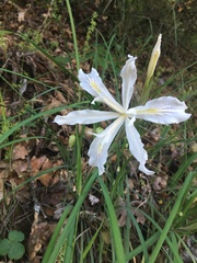 Iris tenuissima purdyiformis