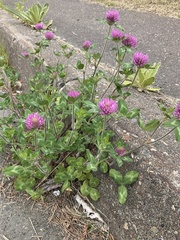 Trifolium pratense