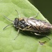 Brownheaded Ash Sawfly - Photo (c) Brevan Wagner, some rights reserved (CC BY-NC), uploaded by Brevan Wagner