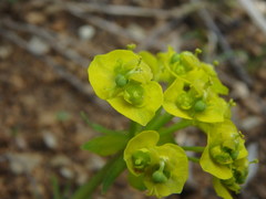 Euphorbia esula