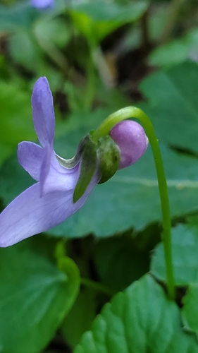 Image of Viola howellii by (c) Merlla McLaughlin, some rights reserved (CC BY)