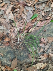 Cleisostoma simondii