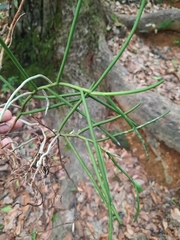 Cleisostoma simondii