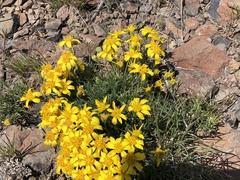 Nestotus stenophyllus