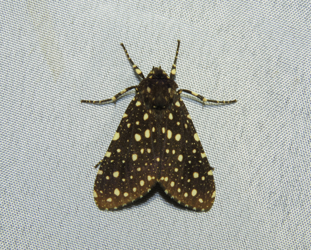 Bernathonomus piperita