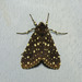 Bernathonomus piperita - Photo (c) Lepidoptera Colombiana 🇨🇴, algunos derechos reservados (CC BY-NC), subido por Lepidoptera Colombiana 🇨🇴