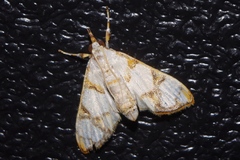 Cirrhochrista kosemponialis