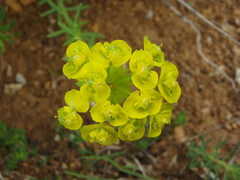 Euphorbia esula