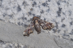 Eutelia adulatricoides