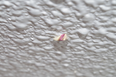 Eublemma cochylioides