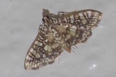 Glyphodes onychinalis