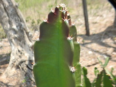 Acanthocereus tetragonus