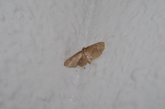 Hypolamprus ypsilon