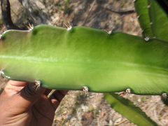 Acanthocereus tetragonus