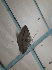 Ugia