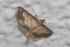 Cnaphalocrocis stereogona