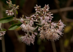 Tarlmounia elliptica