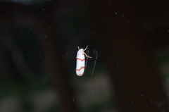 Cyana unipunctata