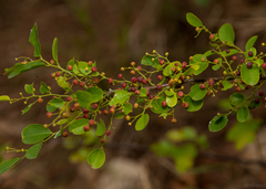 Phyllanthus reticulatus reticulatus