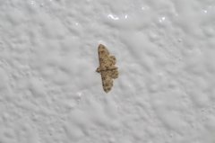 Gymnoscelis admixtaria