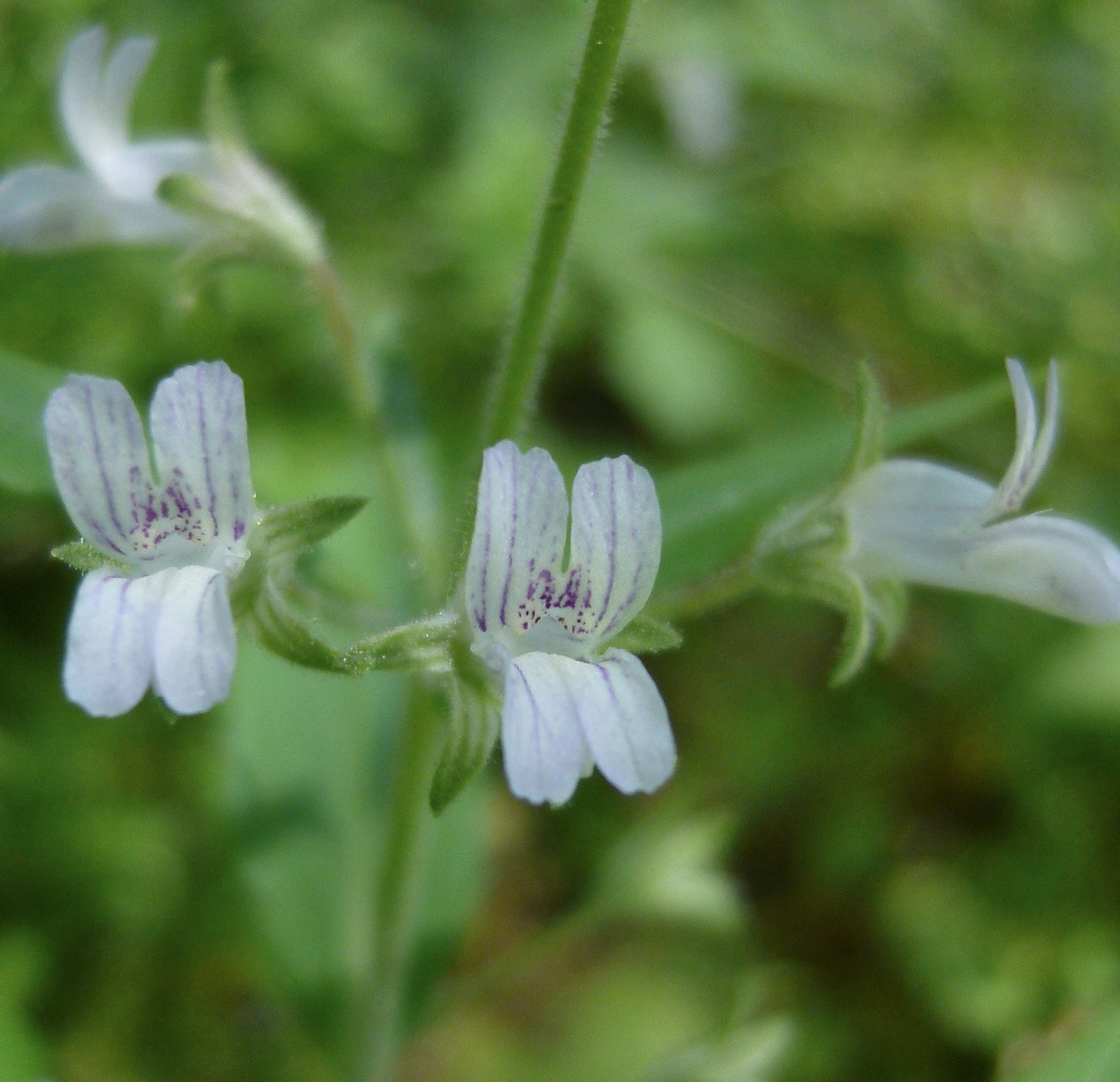 Collinsia childii