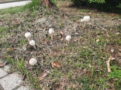 Fungi