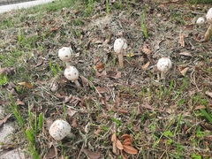 Fungi