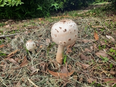 Fungi