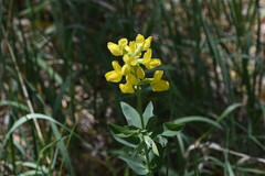 Thermopsis divaricarpa