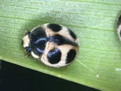 Platynaspis maculosa