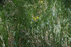 Thermopsis divaricarpa