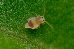 Deuterosminthurus bicinctus